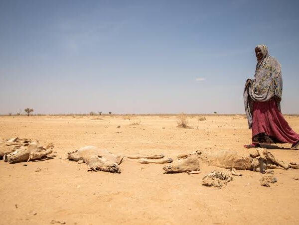 3.	Greening the Desert